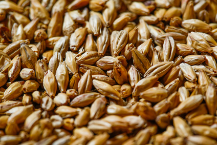 monbrew barley